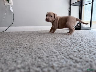 American Pit Bull Terrier dogs Nala - Ad 15