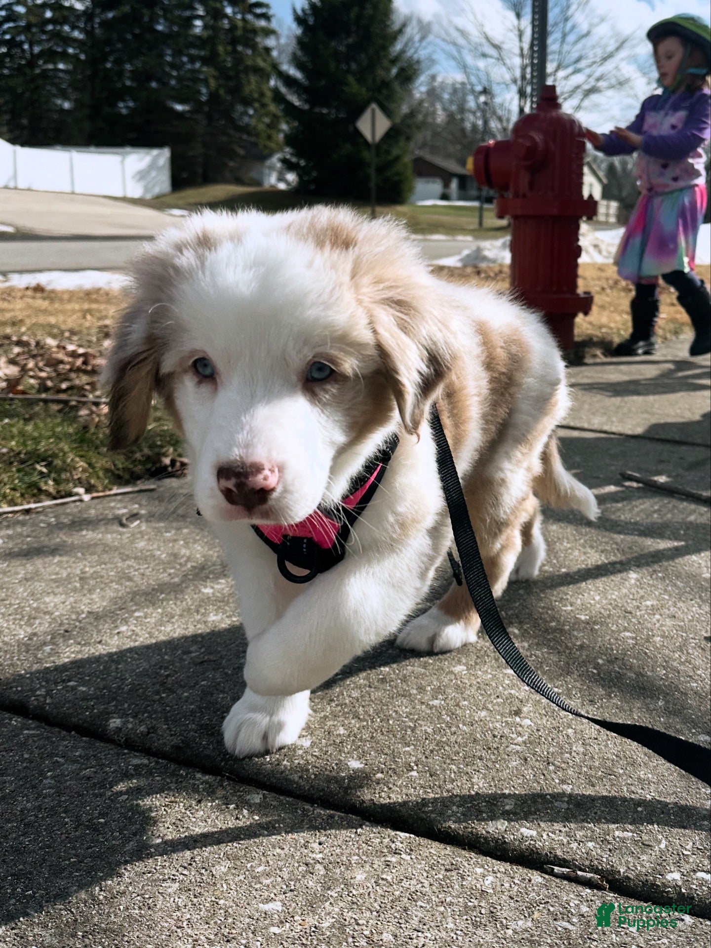 Australian Shepherd dogs Fearless Pepperoni  - Ad 12