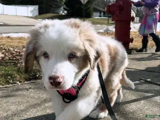 Australian Shepherd dogs Fearless Pepperoni - Ad 12