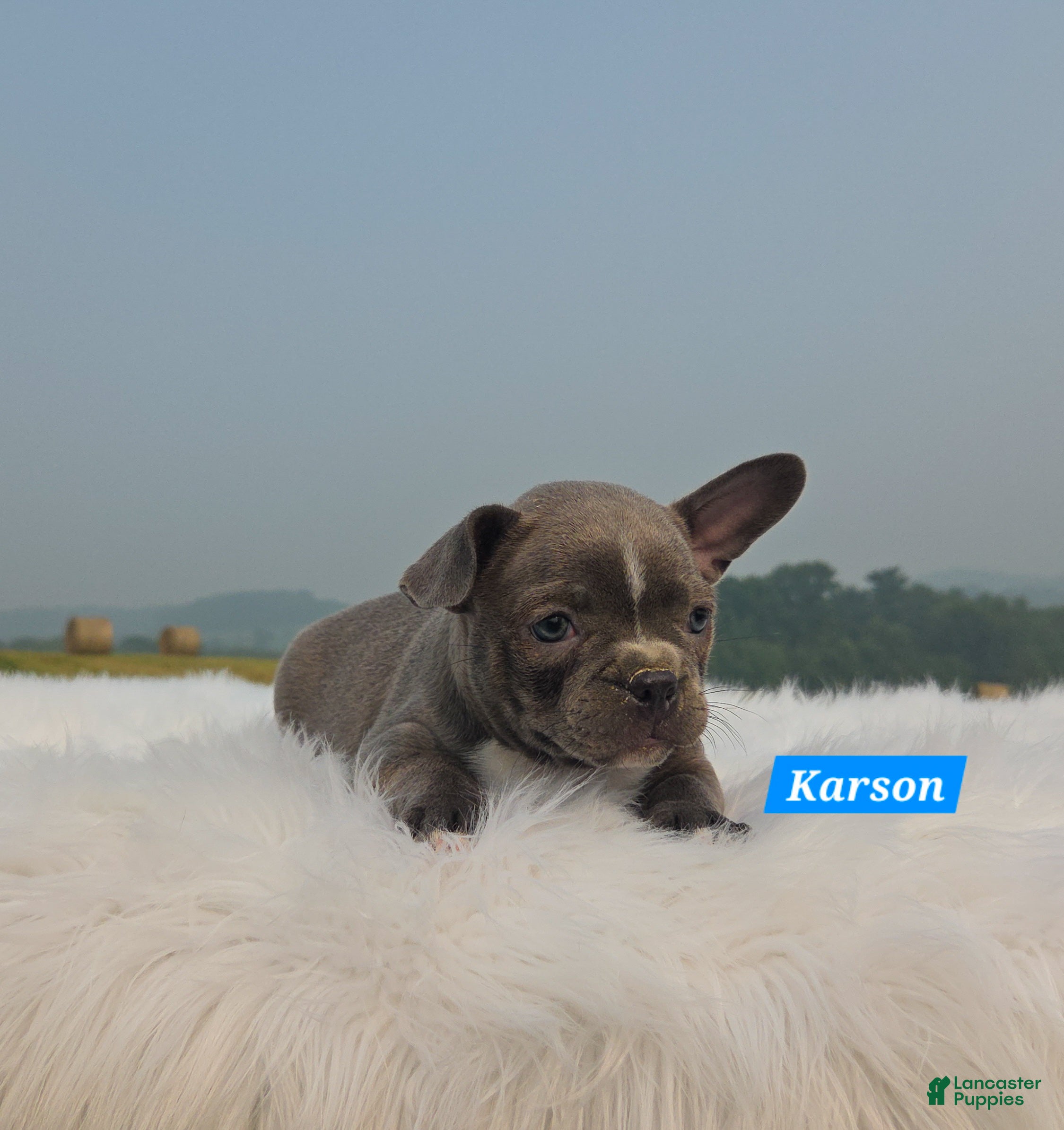 Mixed Breed dogs Karson - Ad 2