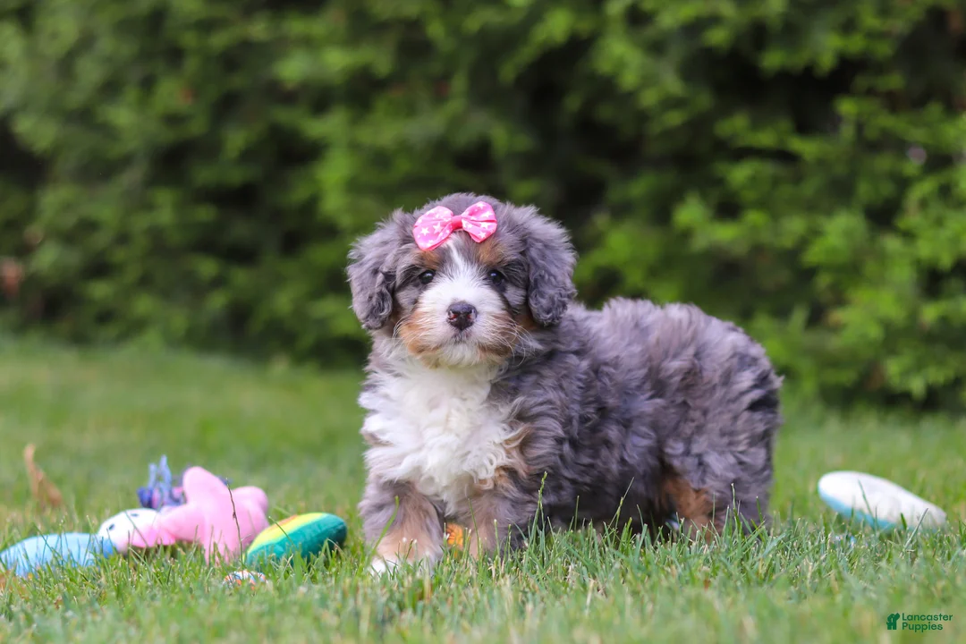 Bernedoodle dogs for sale: Bella  - Ad 4