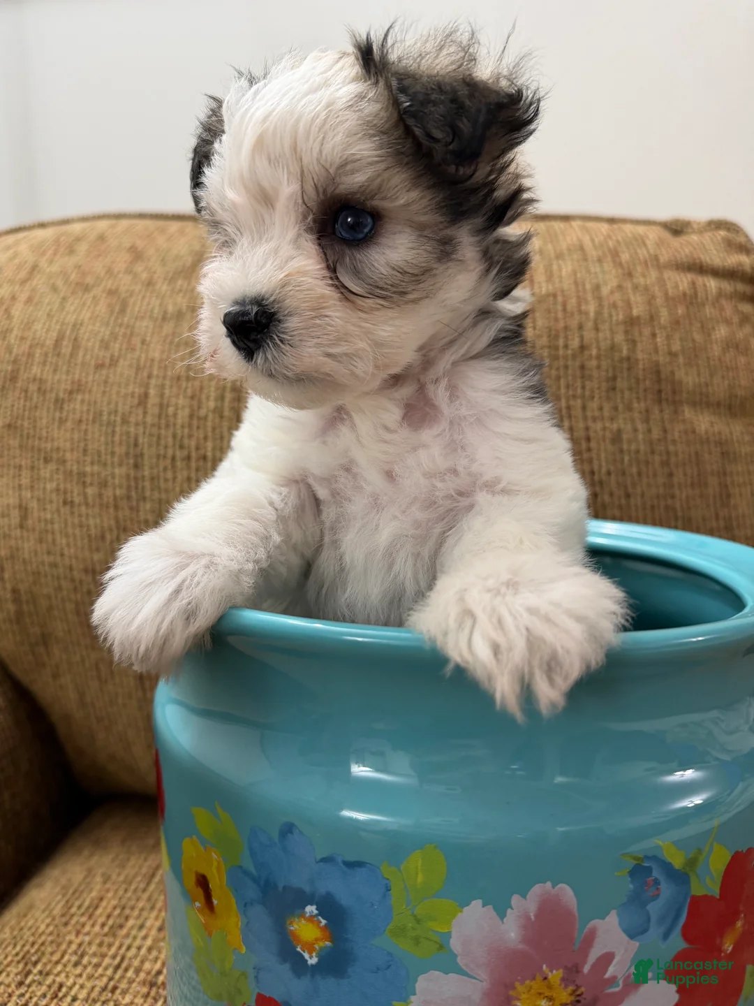 Miniature Schnauzer dogs for sale: Judy - Ad 1
