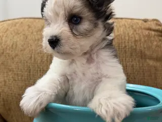 Miniature Schnauzer dogs for sale: Judy - Ad 2