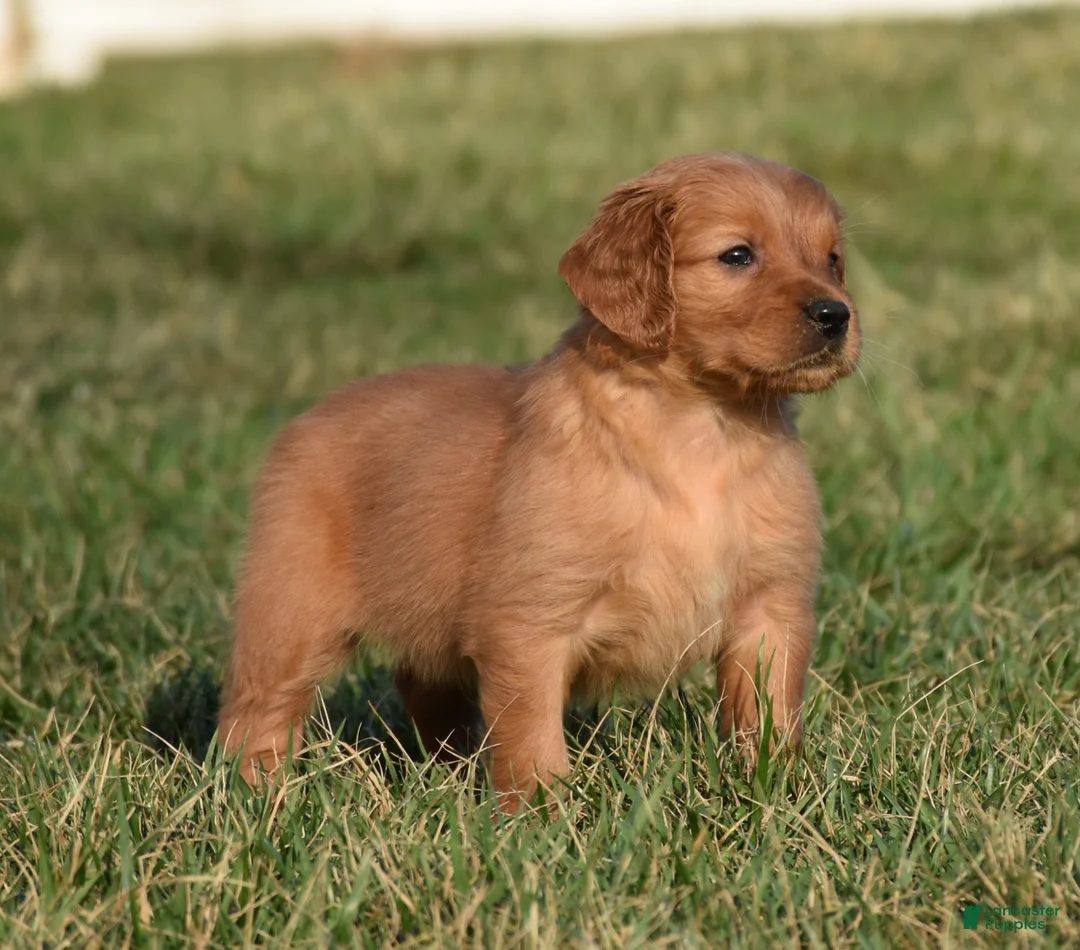 Golden Retriever dogs for sale: Princess      Genetic/OFA - Ad 2