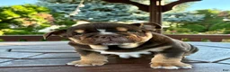 English Bulldog dogs for sale: Rolo - Ad 6
