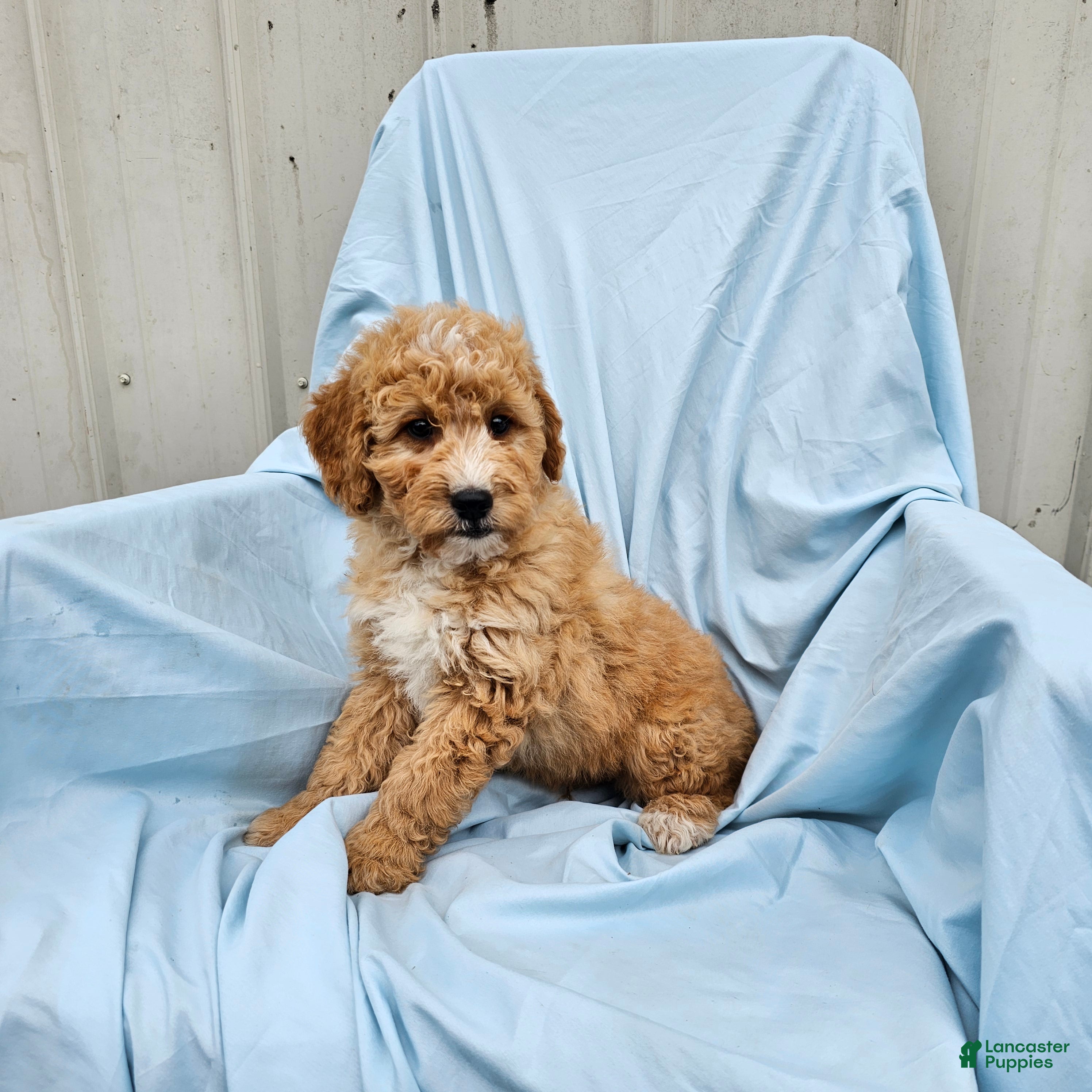 Mini Goldendoodle dogs for sale: Rover - Ad 2