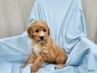 Mini Goldendoodle dogs for sale: Rover - Ad 2