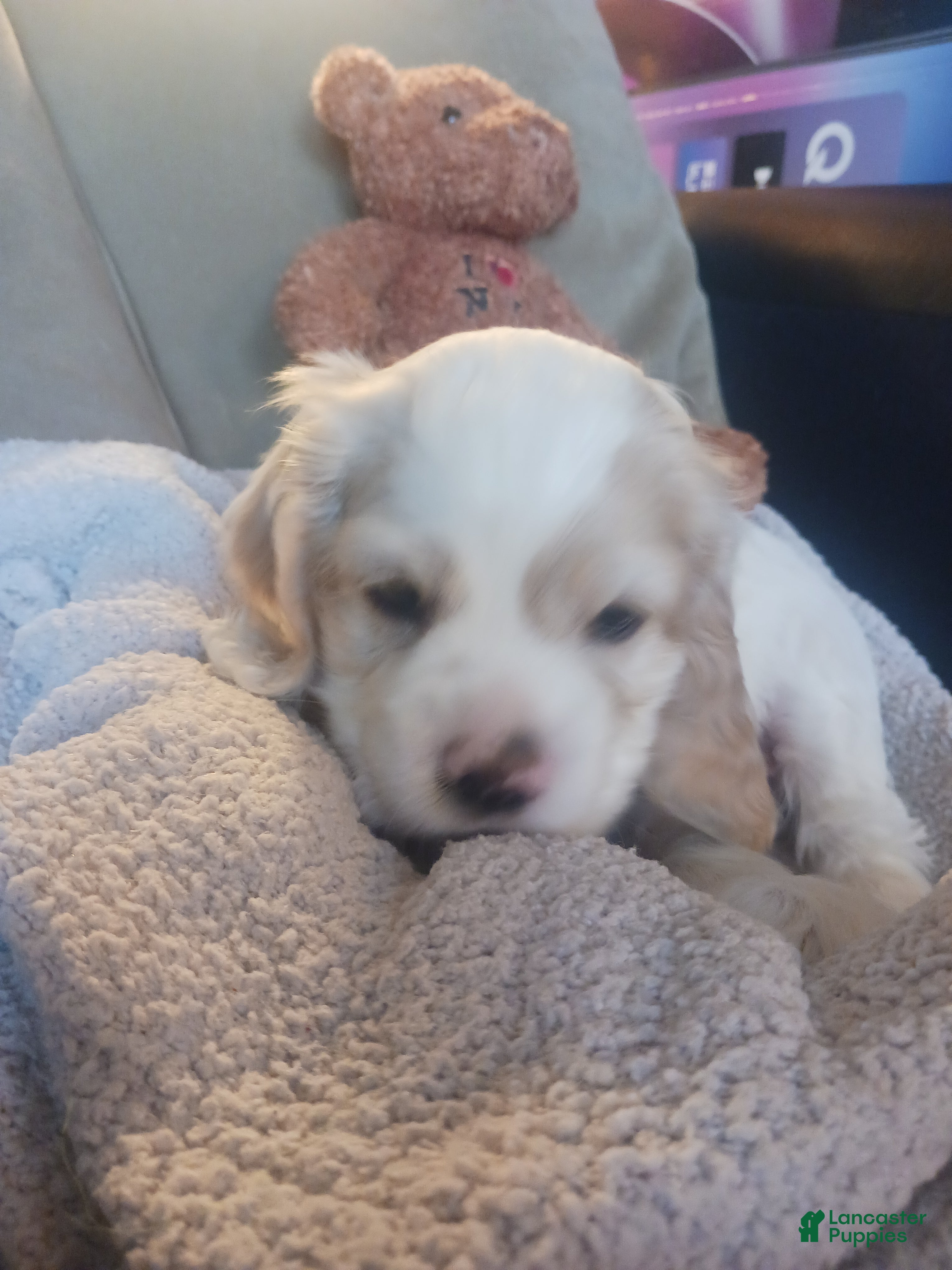 Cocker Spaniel dogs SPENCER - Ad 6