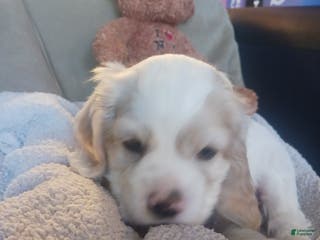 Cocker Spaniel dogs SPENCER - Ad 6