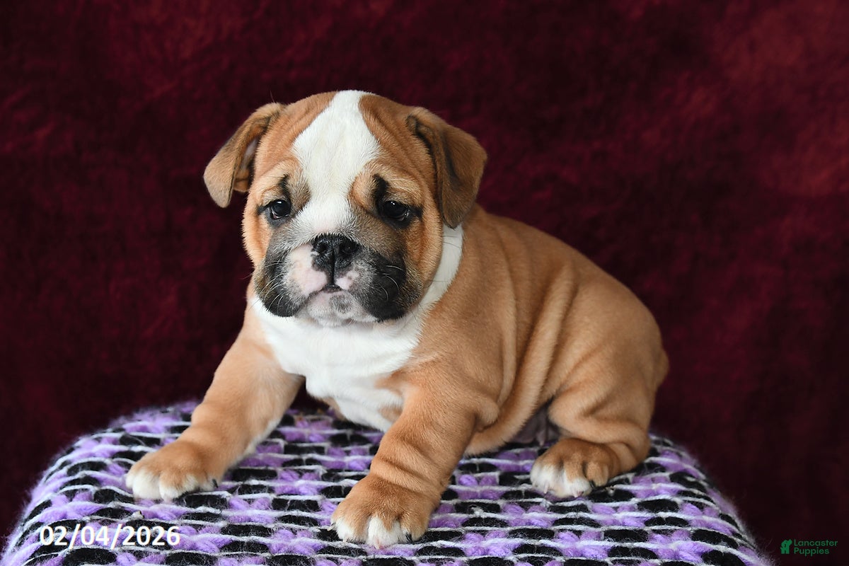 English Bulldog dogs Maggie - Ad 25