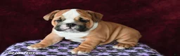 English Bulldog dogs for sale: Maggie - Ad 1