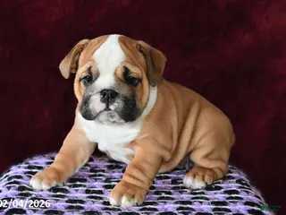 English Bulldog dogs Maggie - Ad 25
