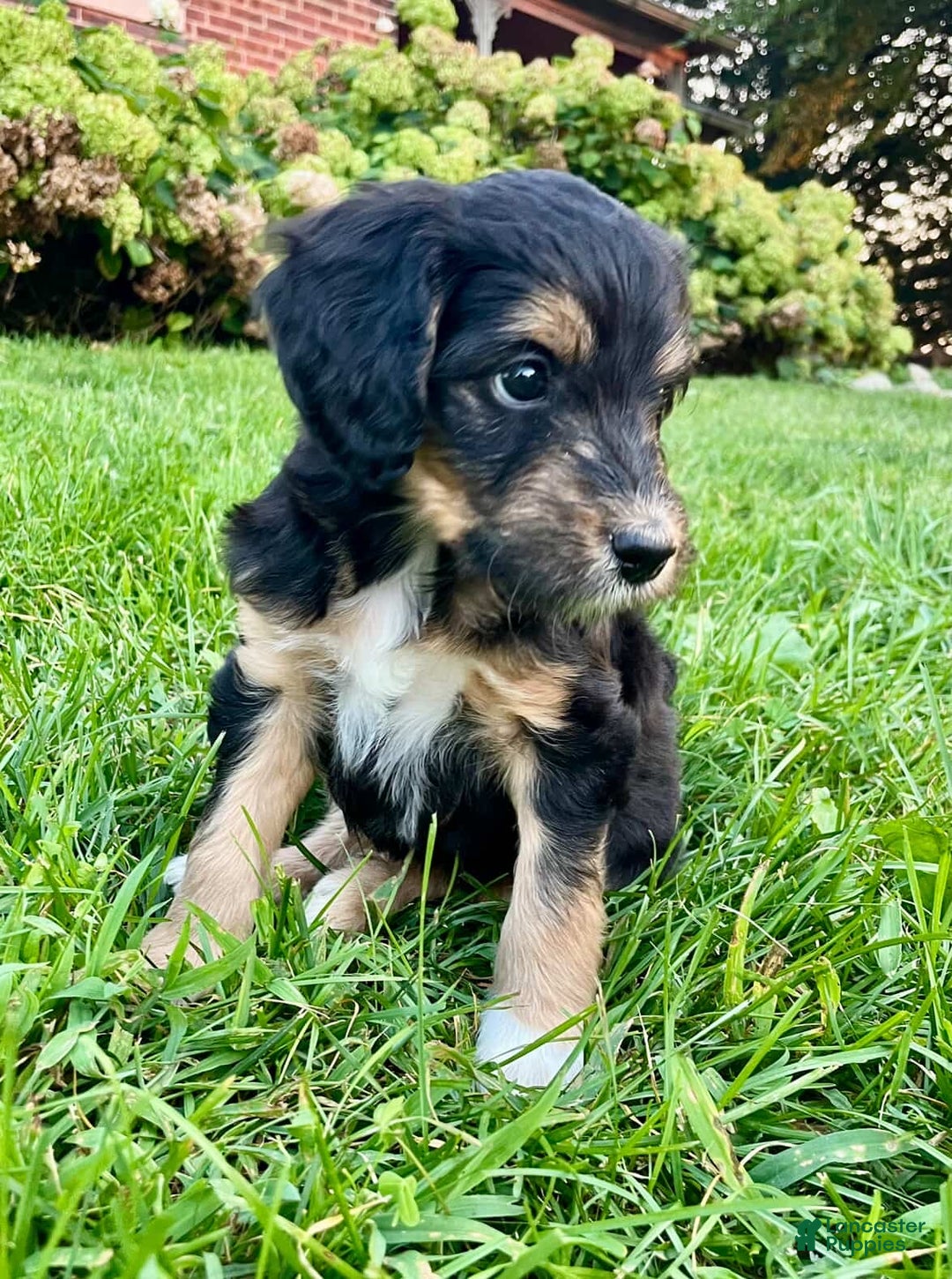 Family Aussiedoodle Puppies for sale Lancaster Puppies