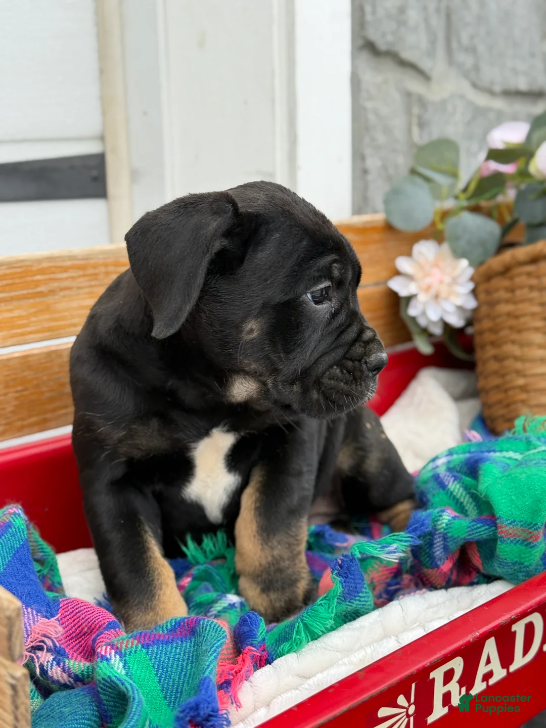 Cane Corso dogs for sale: Alisha - Ad 8