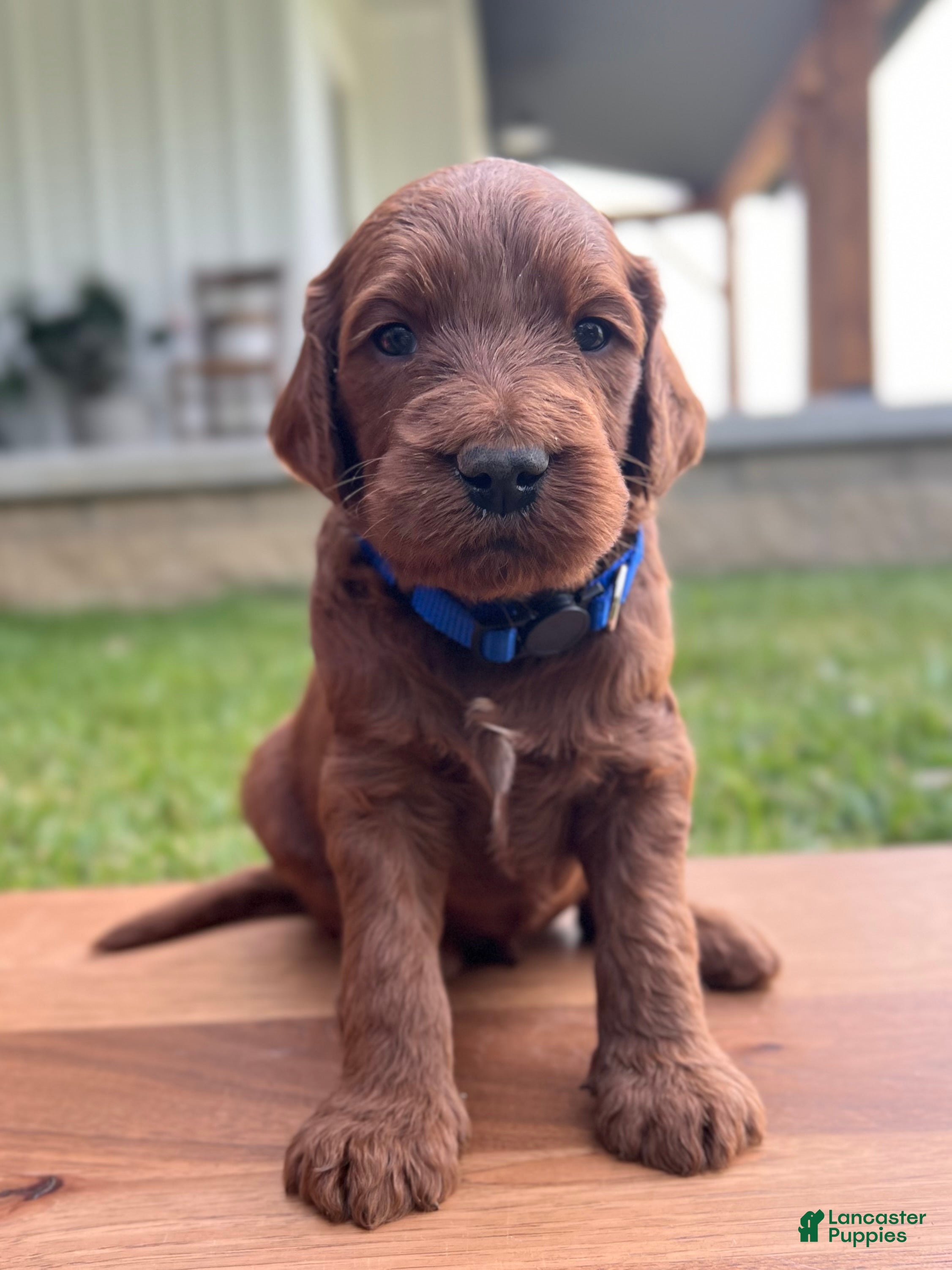Irish Doodle dogs Douglas  - Ad 2
