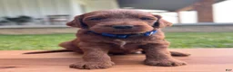 Irish Doodle dogs for sale: Douglas  - Ad 2