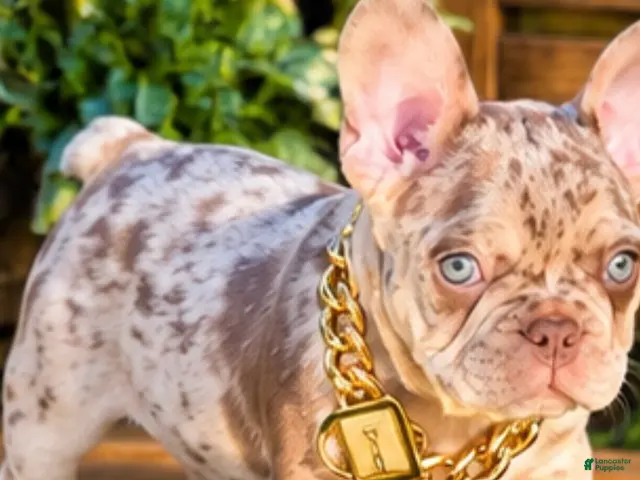 French Bulldog dogs for sale: Tonka - Ad 7