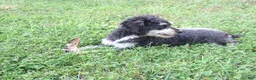Miniature Poodle dogs for sale: Miniature Poodle Puppy 4 - Ad 3