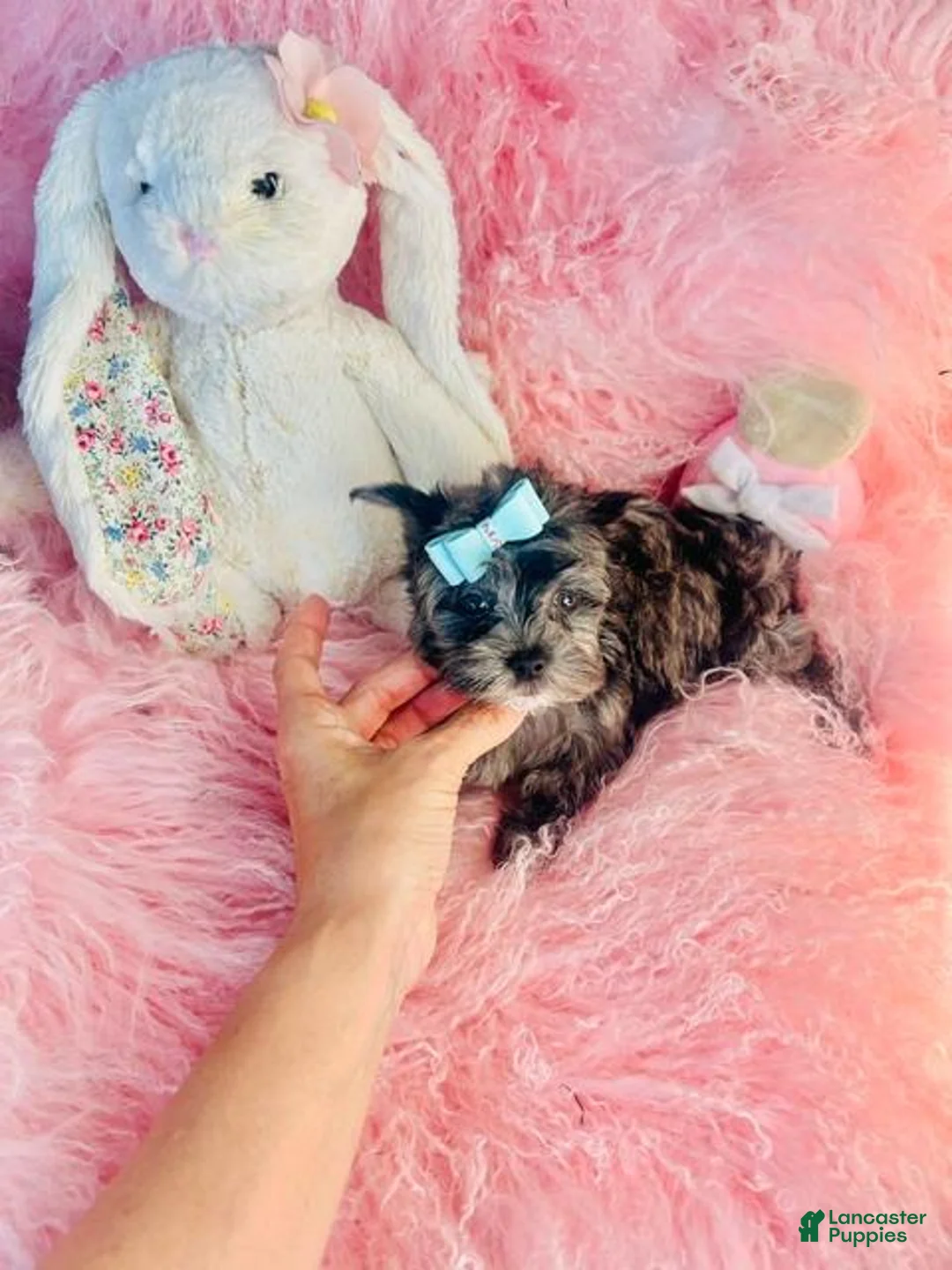 Yorkshire Terrier dogs for sale: Merle Yorkshire Terrier  - Ad 4