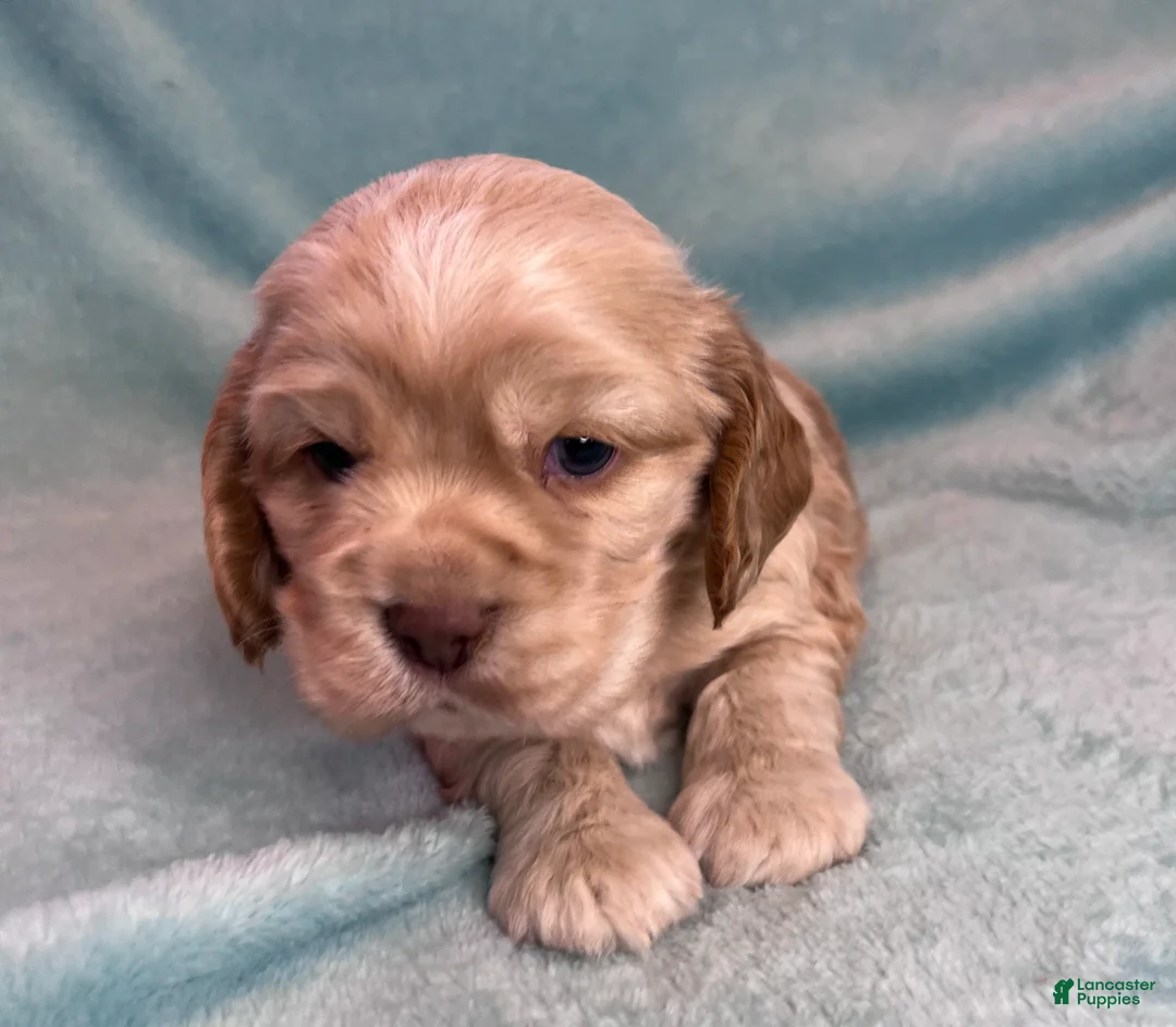 Cocker Spaniel dogs for sale: Buddy  - Ad 4