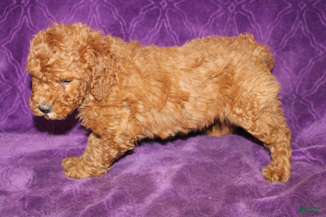 Mini Goldendoodle dogs for sale: Mini Goldendoodle Tux - Ad 2