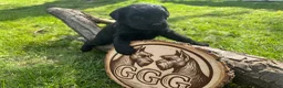 Giant Schnauzer dogs for sale: Ember - Ad 2