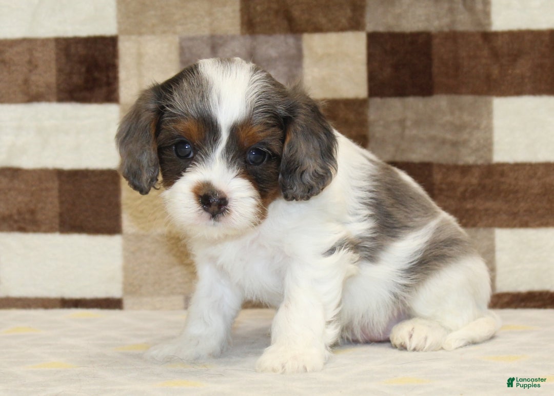 Cavapoo dogs for sale: Trixie - Ad 4