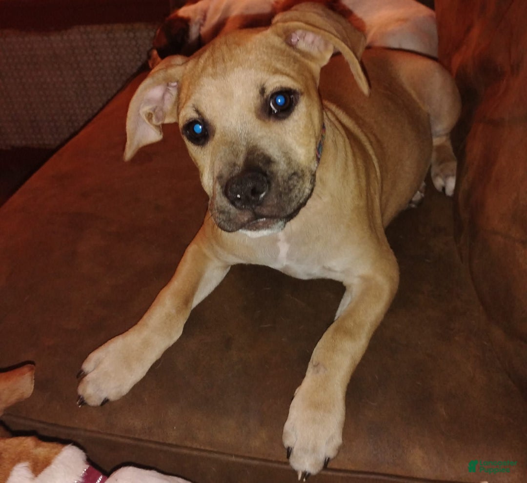 Gallery Image {{count}}