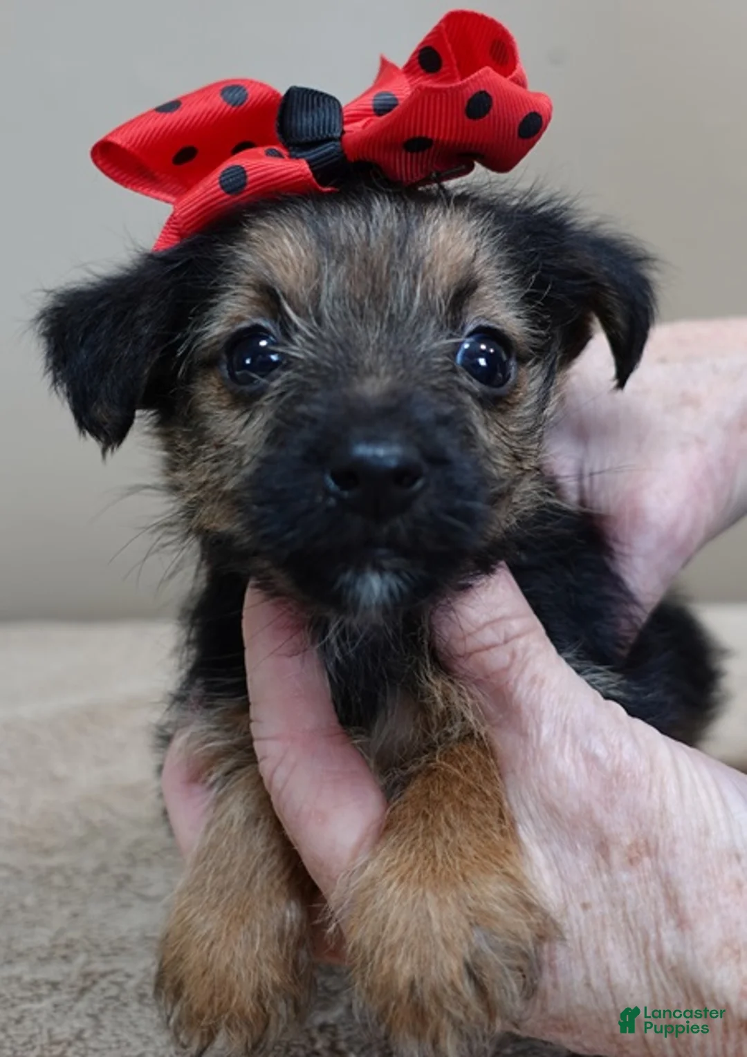 Yorkshire Terrier dogs for sale: Bali - Ad 9