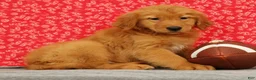 Golden Retriever dogs for sale: Ziva - Ad 2