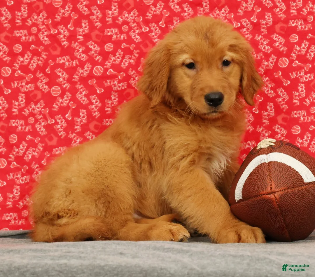 Golden Retriever dogs for sale: Ziva - Ad 2