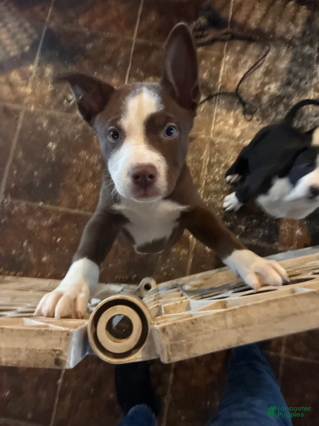 Pitsky dogs for sale: Kit Kat - Ad 1