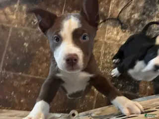 Pitsky dogs Kit Kat - Ad 1