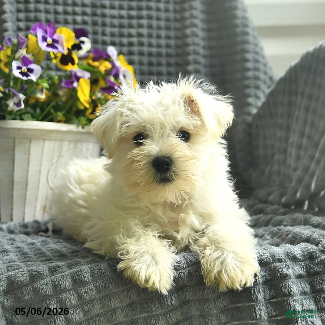Miniature Schnauzer dogs for sale: Banjo  - Ad 2