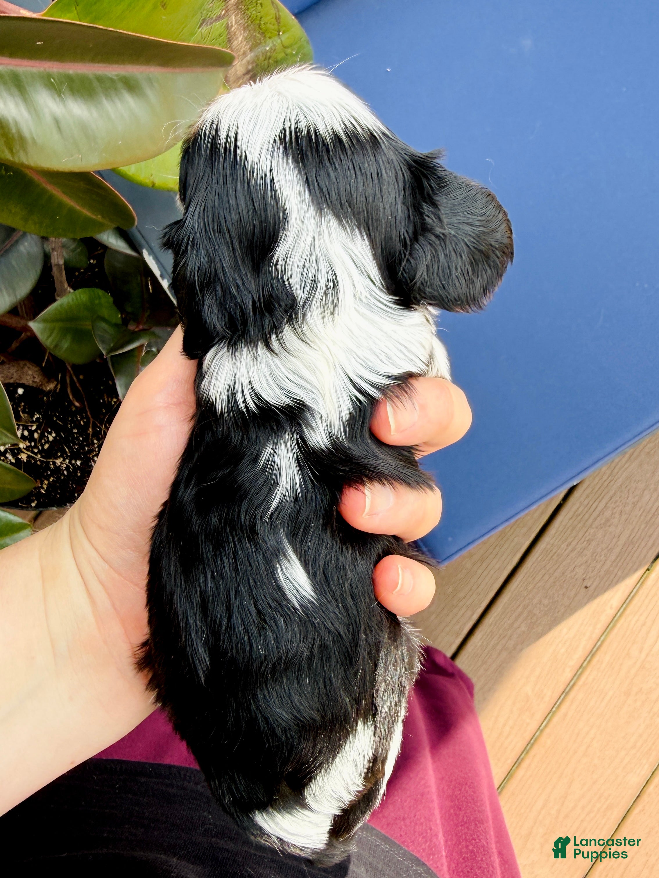 Cavalier King Charles Spaniel dogs Oscar - Ad 2