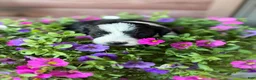 Portuguese Water Dog dogs for sale: Mr. P (Poppers Penguin) - Ad 1