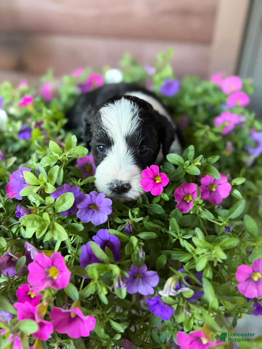 Portuguese Water Dog dogs for sale: Mr. P (Poppers Penguin) - Ad 1