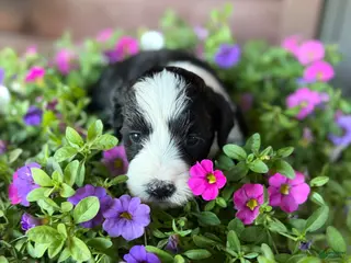 Portuguese Water Dog dogs for sale: Mr. P (Poppers Penguin) - Ad 4