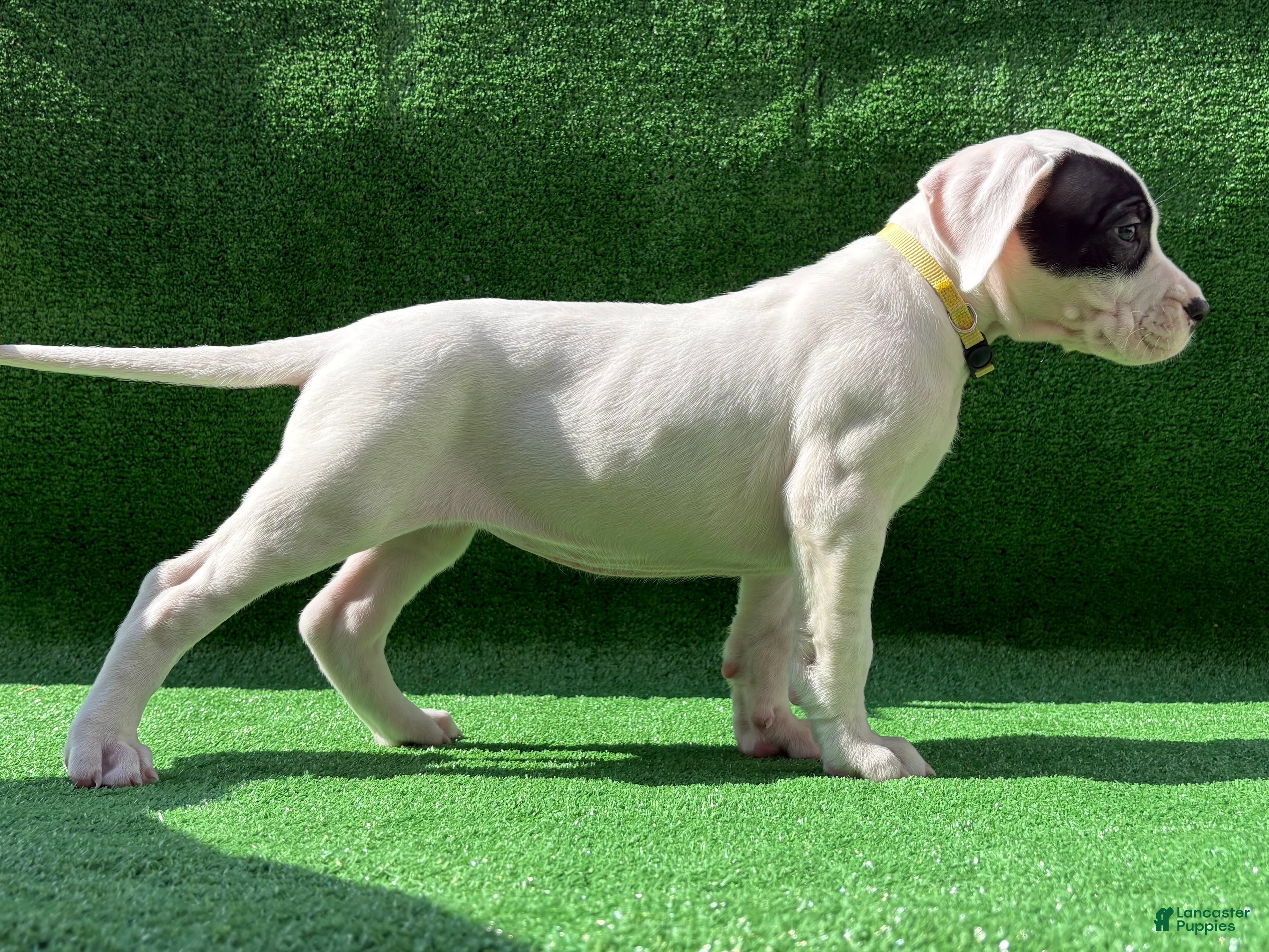 Dogo Argentino dogs for sale: Yellow  - Ad 3