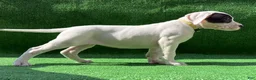 Dogo Argentino dogs for sale: Yellow  - Ad 1