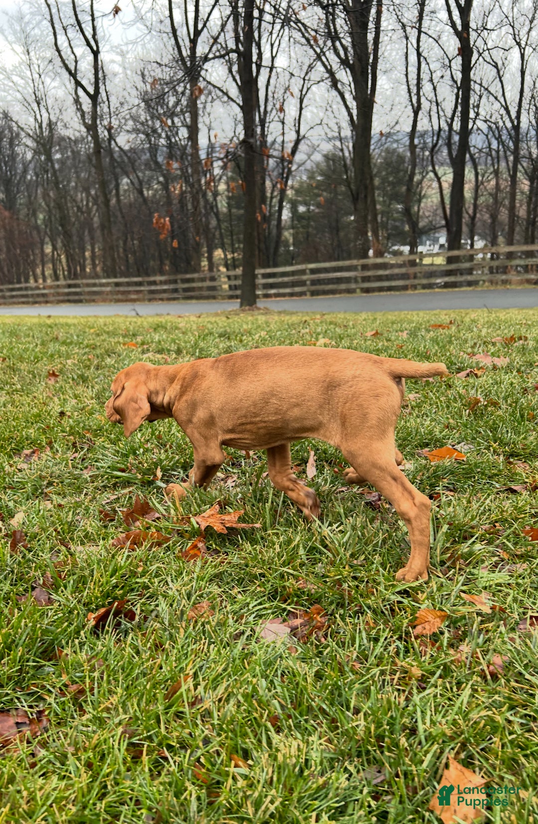 Vizsla dogs for sale: Lilly AKC - Ad 2