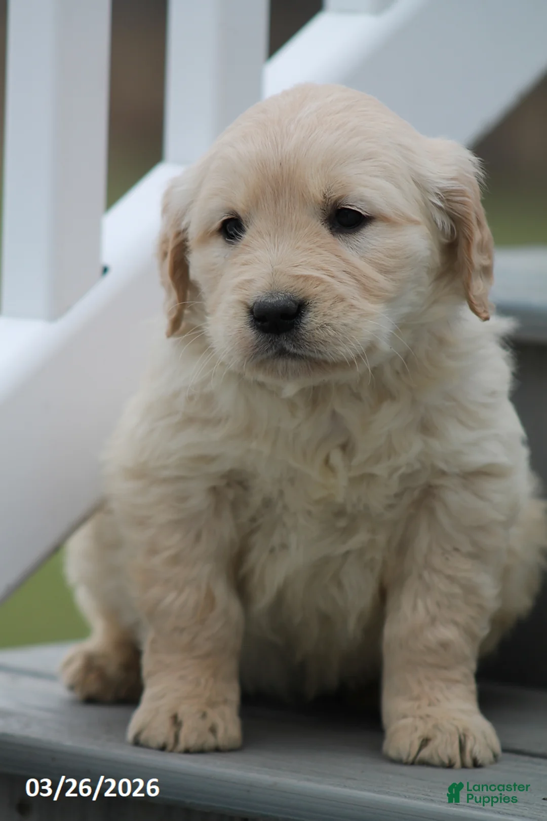 Golden Retriever dogs for sale: Winchester - Ad 2