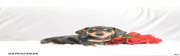 Miniature Dachshund dogs for sale: Pilot - Ad 2