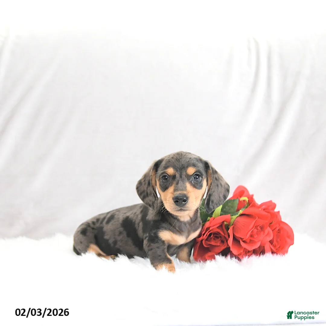 Miniature Dachshund dogs for sale: Pilot - Ad 2