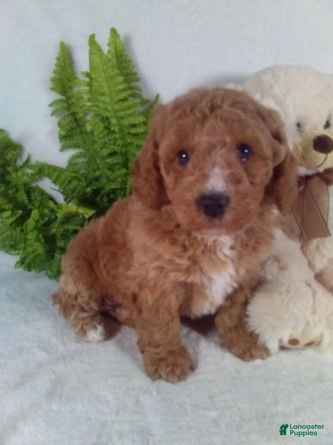 Bichpoo dogs for sale: Jasper - Ad 4