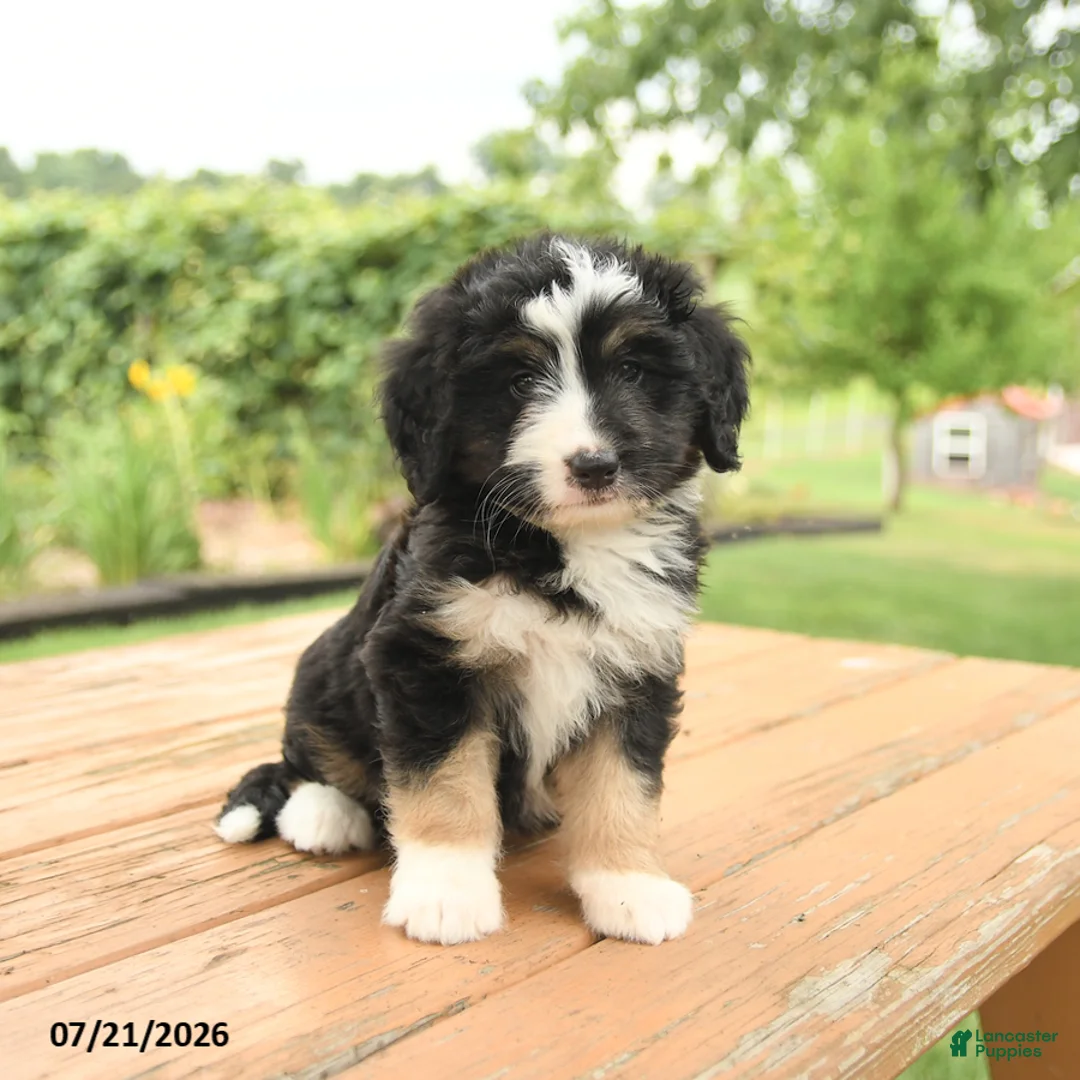 Mini Bernedoodle dogs for sale: Zinnia - Ad 1
