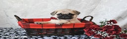 Pug dogs for sale: Marley - Ad 4