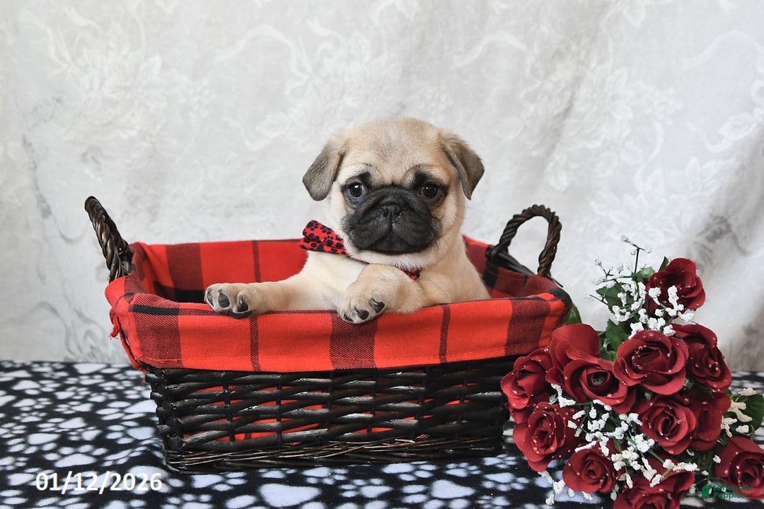 Pug dogs for sale: Marley - Ad 4
