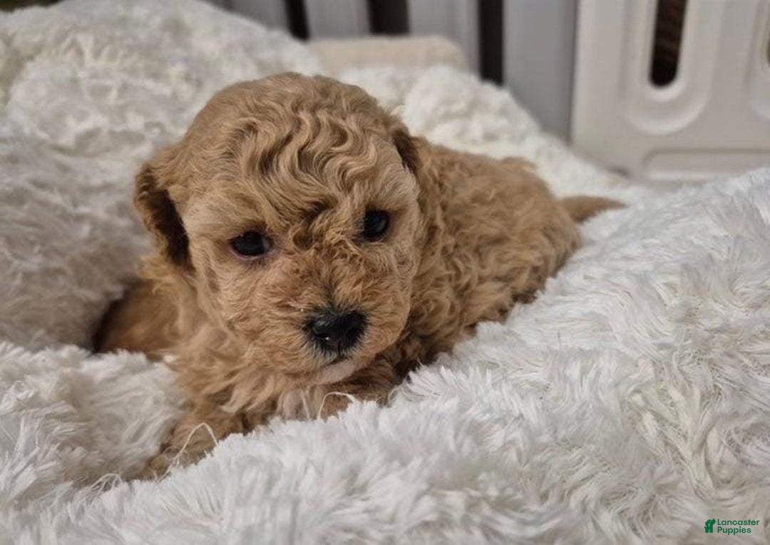 Maltipoo dogs for sale: Billy - Ad 19
