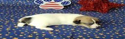 Jack Russell Terrier dogs for sale: "Pringle" CKC Reg female - Ad 2